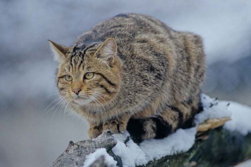 Copyright Thomas Stephan/BUND