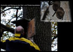 Collage Nistkastenreinigung_fg.jpg