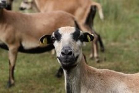 Naturschutz mit Biss …eine Idee stellt sich vor 