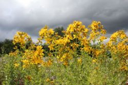 Die Blüten des Johanniskrautes läuten den Sommer ein