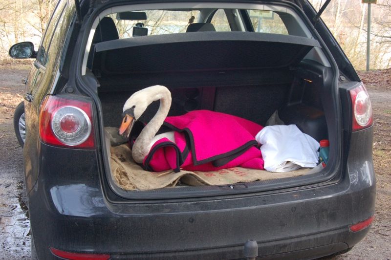 Der Schwan vom Offlumer See hat ein neues Zuhause