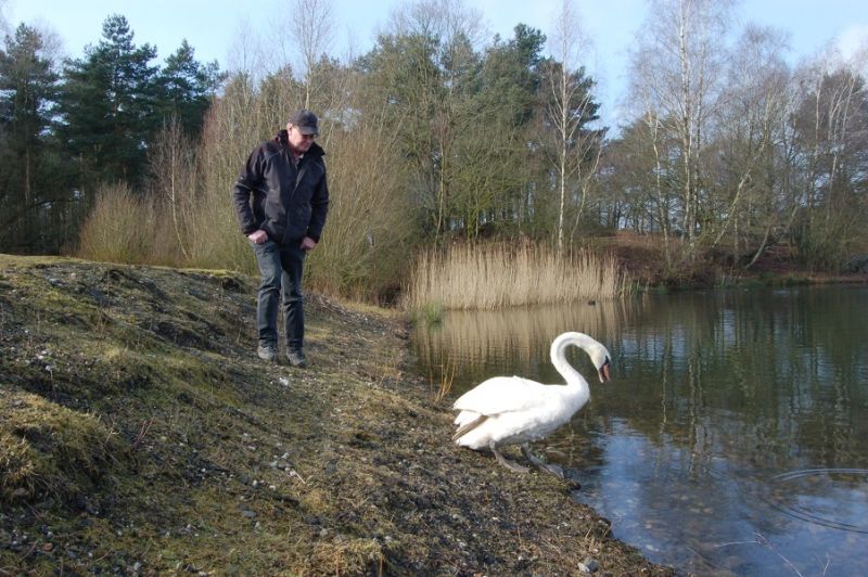 Der Schwan vom Offlumer See hat ein neues Zuhause